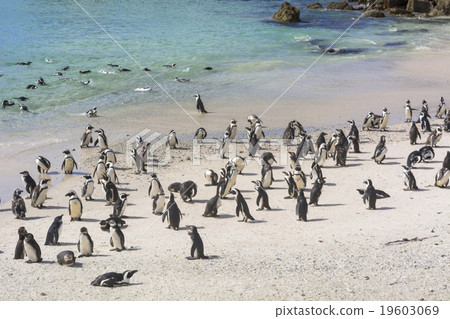 Penguins at Boulders Beach Penguins at Boulders Beach 19603069