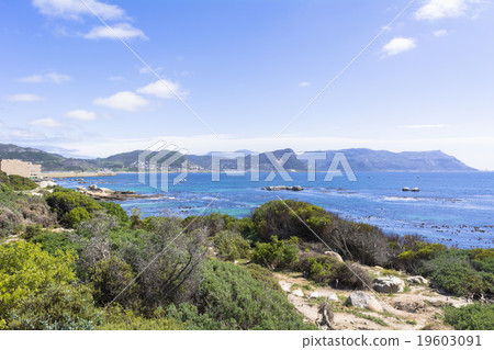 企鵝棲息地巨石灘 企鵝棲息地巨石灘 19603091