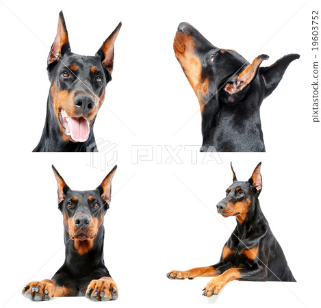 Cute Doberman dog is being curious. Cute Doberman dog is being curious. 19603752