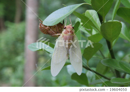 Emergence of Abra Zem 4 part. Metamorphosis 19604050