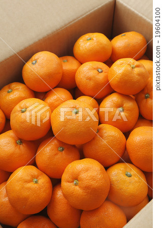 Mandarin orange  19604100