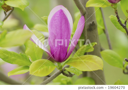 Magnolia spring flowers 19604270