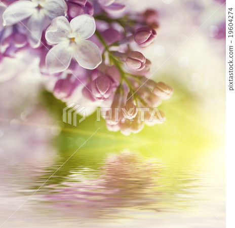 Branch of lilac flowers 19604274