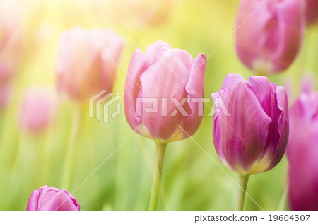 Violet tulip flowers Violet tulip flowers 19604307