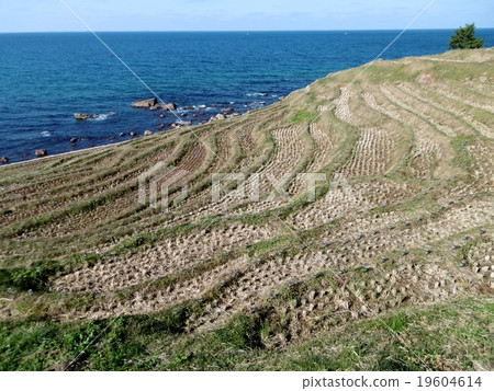 Immediately after harvesting, white rice millennium 19604614