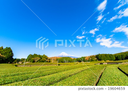 [靜岡]富士山和茶園 19604659