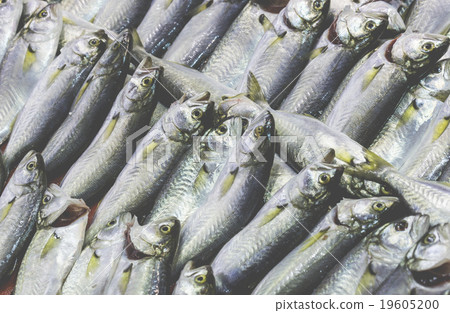 Fish market, Galata waterfront, Istanbul 19605200