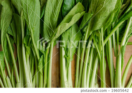 Fresh Green Chinese Cabbage, Bok Choy or Pak Choi 19605642