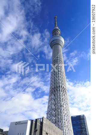冬天天空樹 19607922