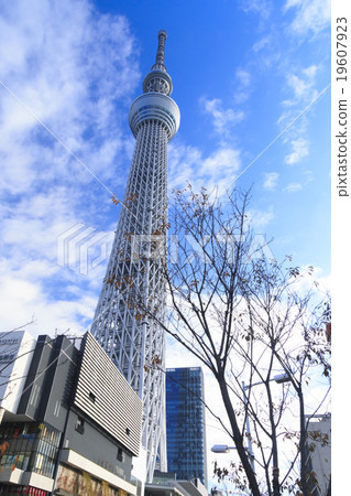 冬天天空樹 冬天天空樹 19607923