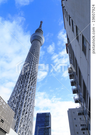 冬天天空樹 冬天天空樹 19607924