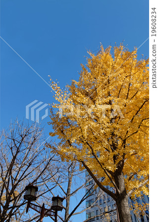 Ginkgo biloba of Midosuji 19608234