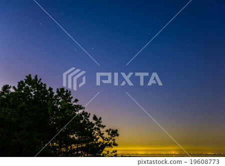 夜景星空和松樹和城市的燈光 19608773