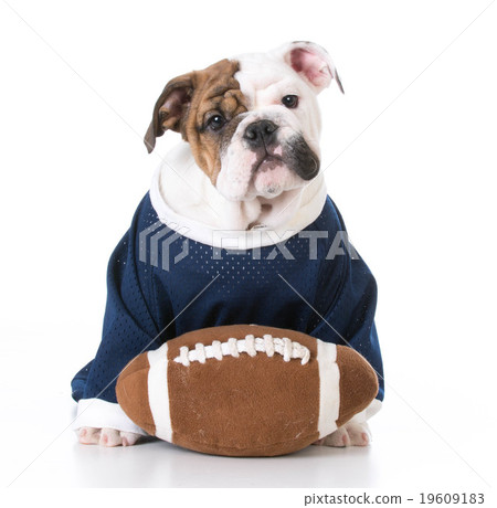 sports hound sports hound 19609183