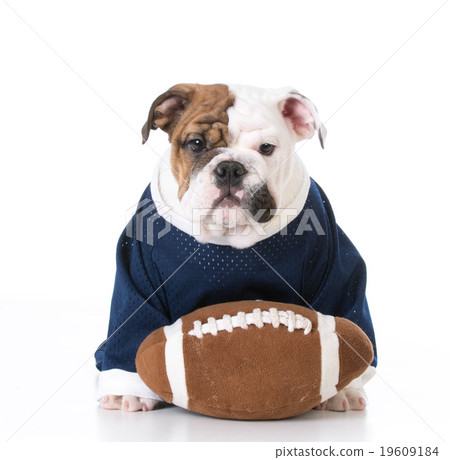 sports hound sports hound 19609184