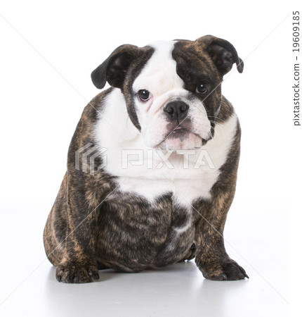 english bulldog puppy english bulldog puppy 19609185