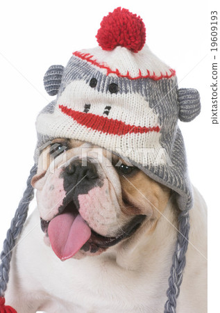 dog wearing hat 19609193