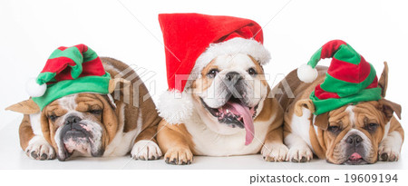 Christmas dogs 19609194