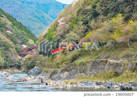Cherry blossoms and truck trains 19609807