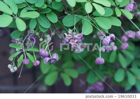 男性花和Akibi女性花 19610031