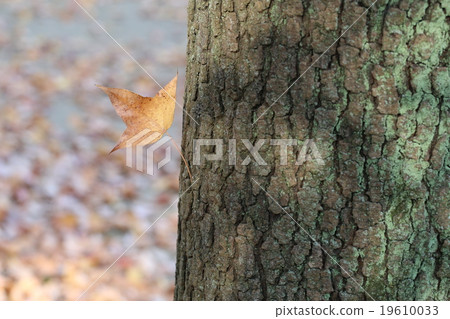 秋天的樹葉 19610033