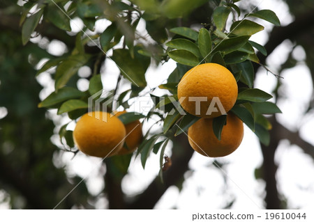 苦夏橙色 苦夏橙色 19610044