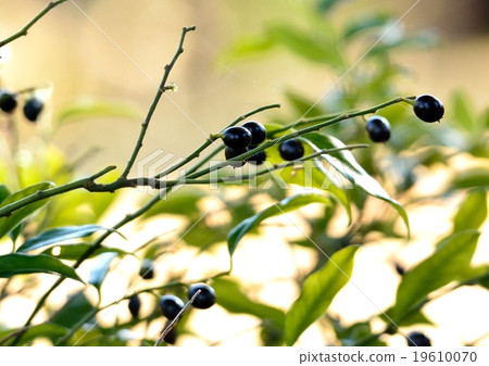 Sarkococca with black fruit Sarkococca with black fruit 19610070
