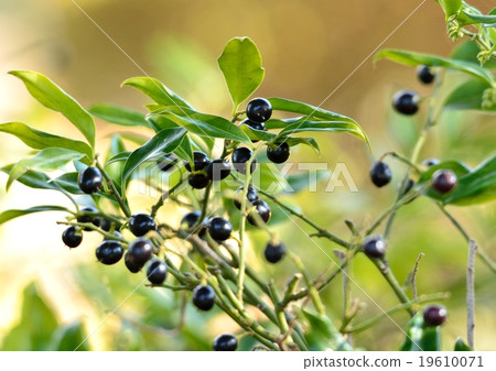 Sarkococca with black fruit Sarkococca with black fruit 19610071