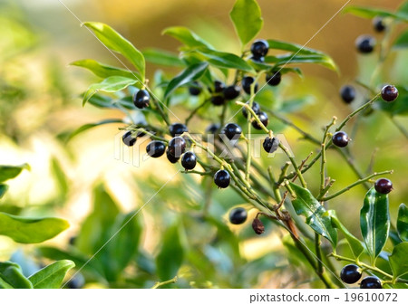 Sarkococca with black fruit Sarkococca with black fruit 19610072