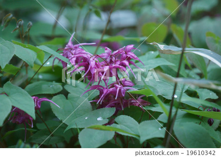 Because it resembles an anchor of an Asukusa ship Ikarisori. 19610342