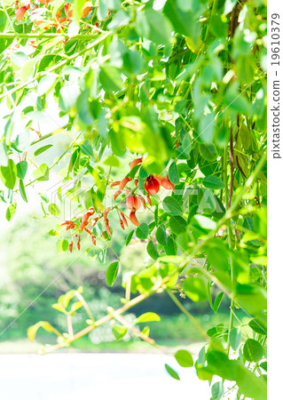 美國Deigo 19610379