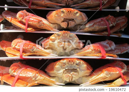 Snow crab 19610472