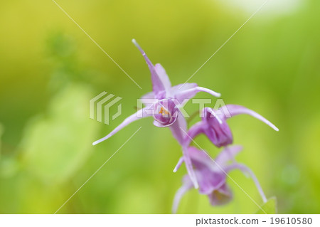 Freshwater leek 19610580