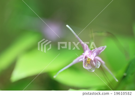 Freshwater leek Freshwater leek 19610582