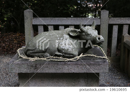 Used cattle 19610695