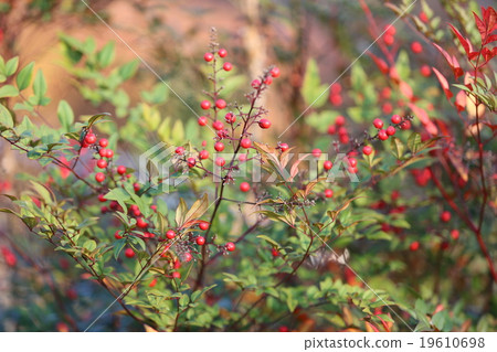 Southern Southern 19610698