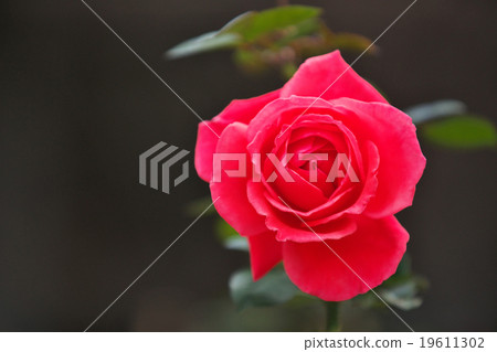 A red rose 19611302