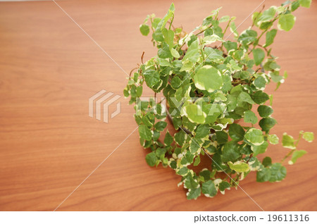 室內植物放在木桌上(Phikas·Pumila) 室內植物放在木桌上(Phikas·Pumila) 19611316