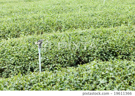 Tea tree farm Tea tree farm 19611366