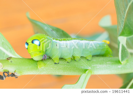 Worm the caterpillars 19611441