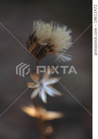 Natural plant Kashiwaba Bear, seeds with crowned hair and tortoise bracts like petals 19611472