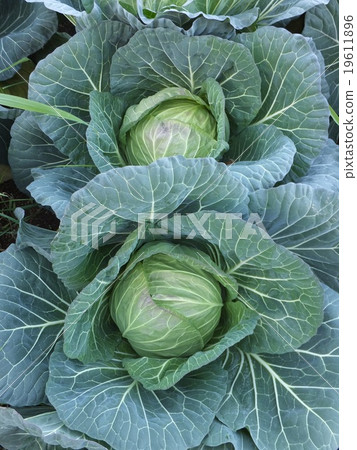 A green crispy cabbage A green crispy cabbage 19611896