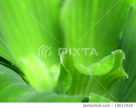 green leaves water plant fern natural outdoor green leaves water plant fern natural outdoor 19611916