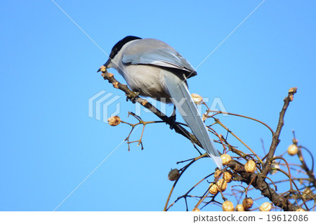 Onaga on the tree 19612086