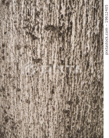 bark of tree texture bark of tree texture 19612405