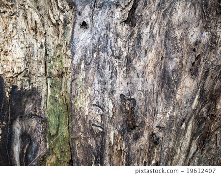 old wood texture background old wood texture background 19612407