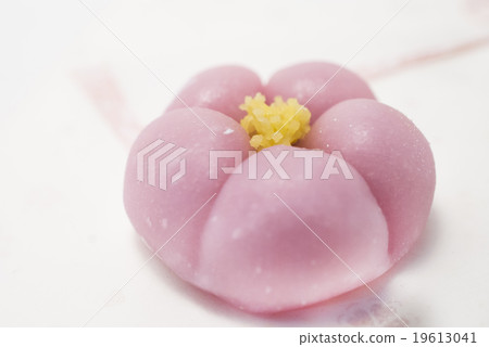 Plum blossom  19613041