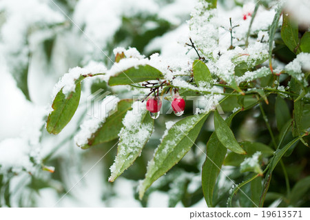 冬天，Sakaki麵條 19613571