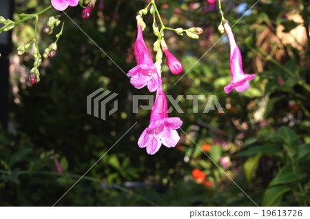 Difgorosa · Coloradata Difgorosa · Coloradata 19613726
