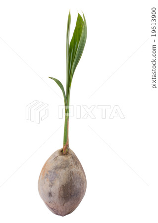 Young coconut tree isolated on white background 19613900